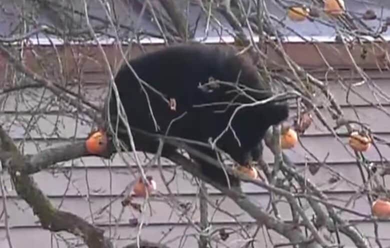 専門家「おそらく冬眠の仕方がわからない」クマが住宅敷地内の柿の木に出没…7時間超も居座り柿むさぼり食べる 福島・北塩原村|FNNプライムオンライン