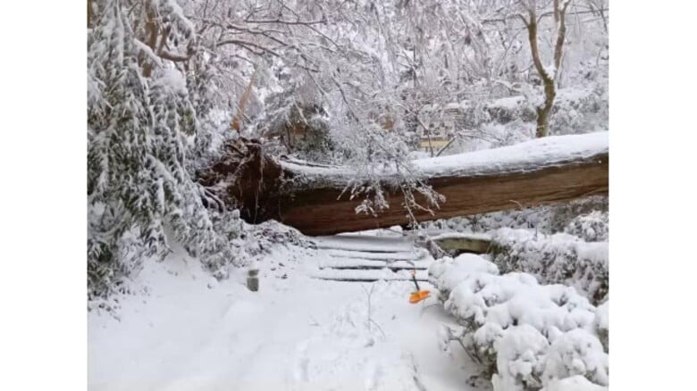 大雪の影響か…安来市の清水寺で杉の巨木倒れ境内の旅館に被害　参道ふさぎ拝観できず閉山（島根）｜FNNプライムオンライン