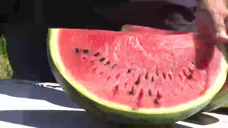 スイカ収穫　滝沢市の児童が体験　春に苗植え大きく育つ　岩手県｜FNNプライムオンライン