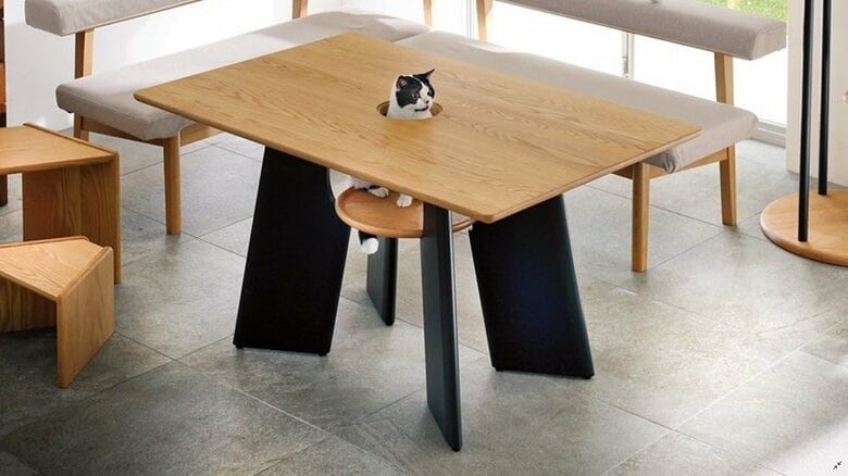 猫がひょっこり顔を出す? 中央に穴がある“テーブル”が話題…おすすめの楽しみ方を担当者に聞いた｜FNNプライムオンライン