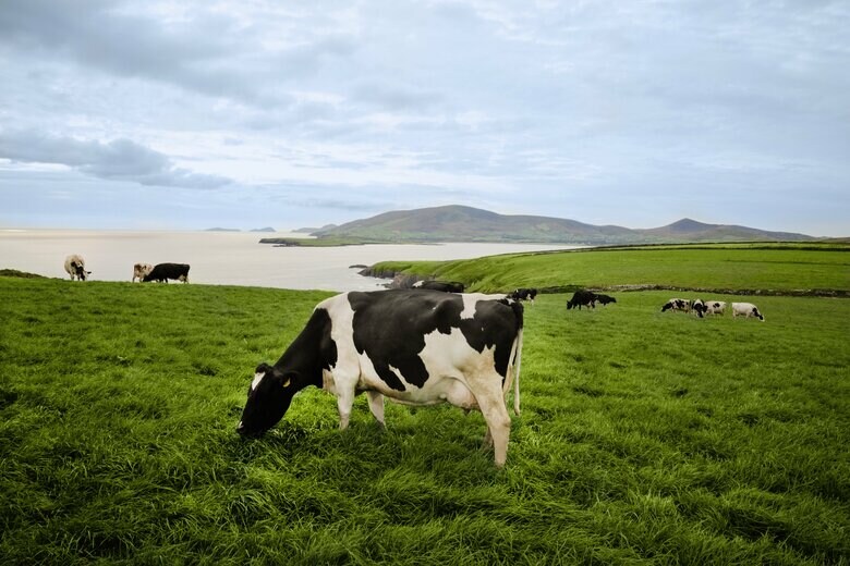 アイルランド政府食糧庁Bord Bia(ボード・ビア) 2023年度 対日乳製品輸出量12%増(*) サステナブルで高品質なアイルランド産乳製品を安定供給