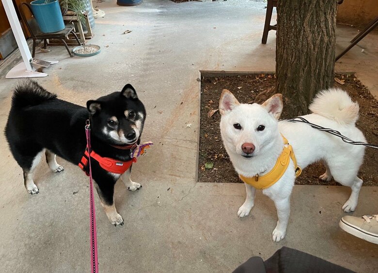 提供：柴犬のくぅとそらさん