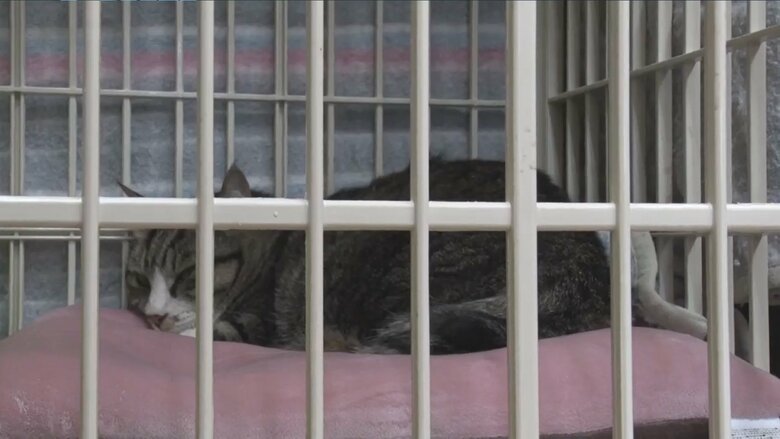 被災したモモちゃん