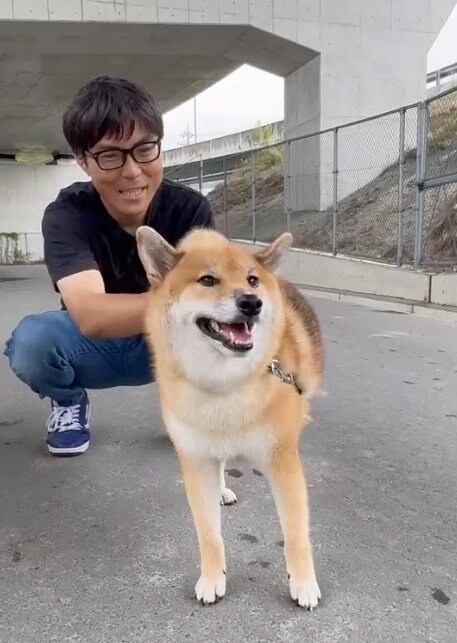 提供：柴犬ぽてとさん