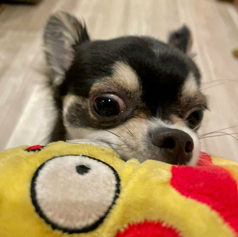 提供：チワワのごまじろーさん