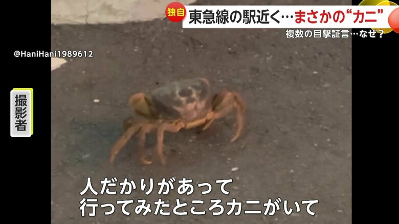 6月28日に撮影されたカニ