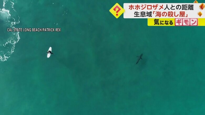 サーフボードの上で休む人の近くを魚の影が泳いでいる