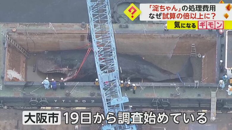 淀川河口から引き揚げられた「淀ちゃん」の死骸