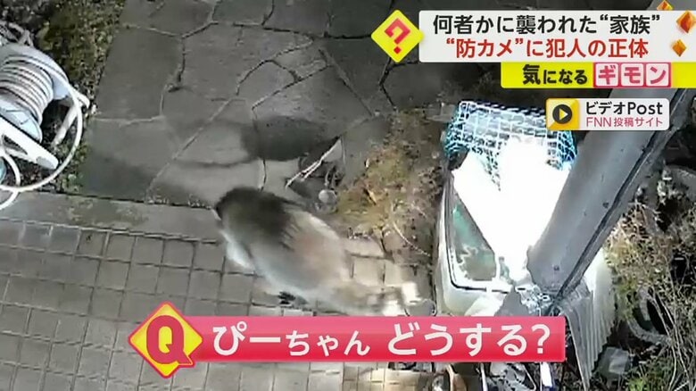 水槽に近付くアライグマ