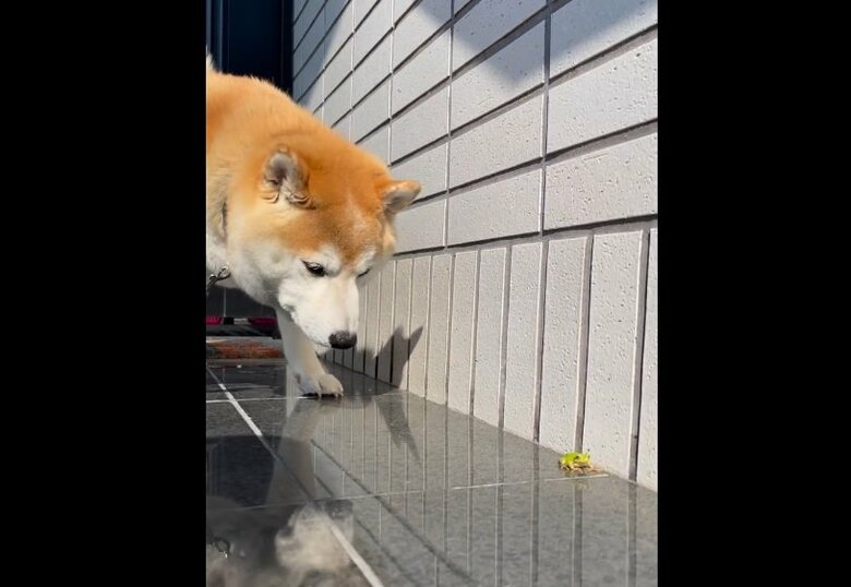 こちらはカエルを「スルー」中の豆助座衛門くん