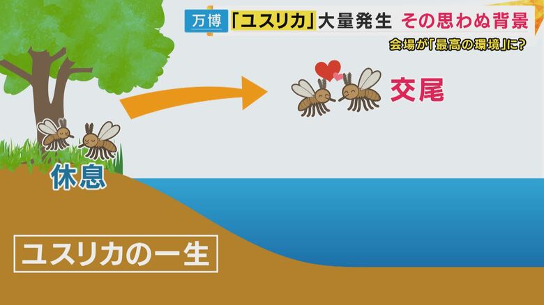 ユスリカの生態