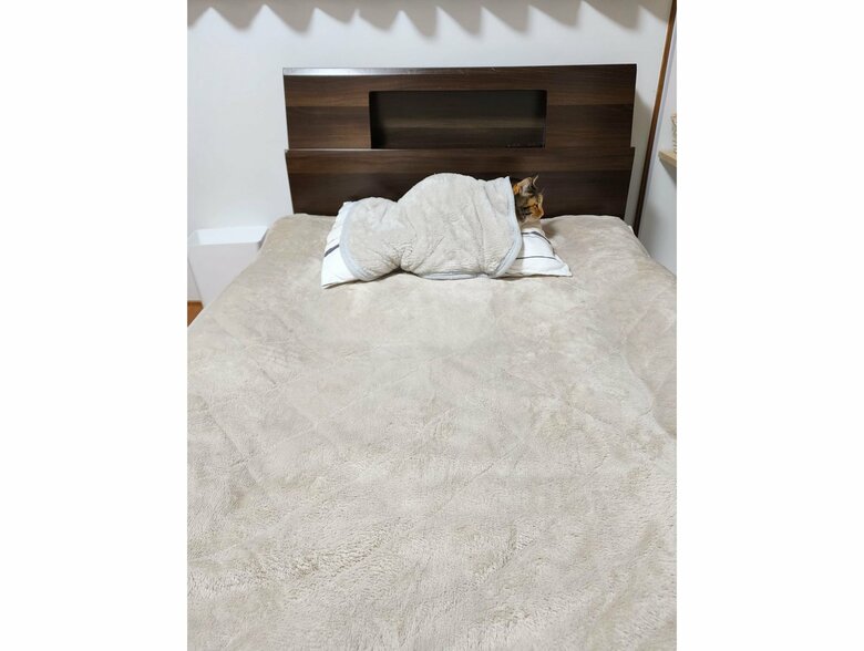 飼い主の枕でくつろぐむぎちゃん（提供：にゃん報さん）