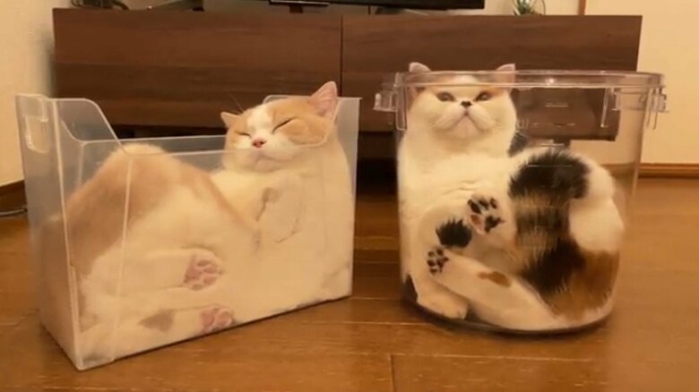 左：てんぷら　右：あんみつ（提供：みかんとじろうさんちさん）