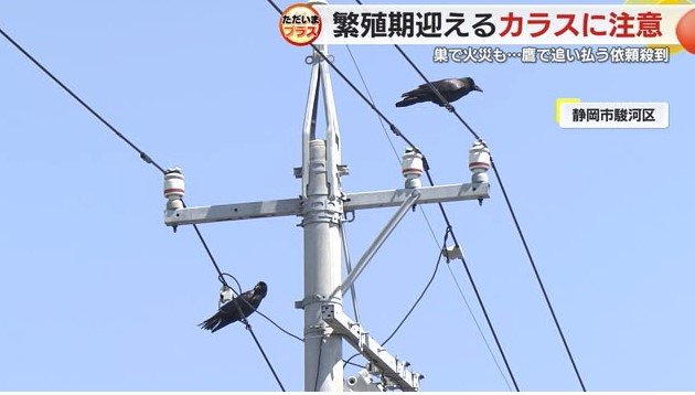 電柱付近に集まるカラス