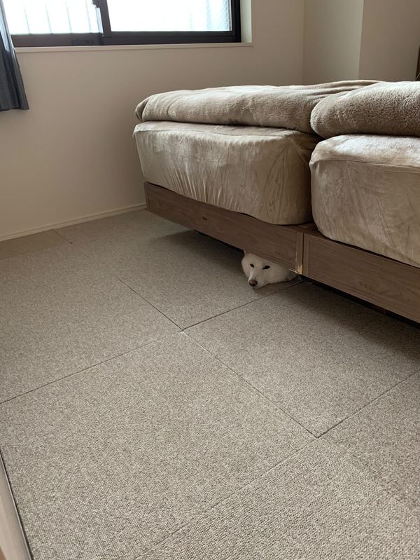 提供：ラッキーさん