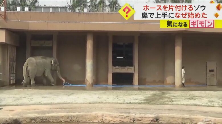 ゾウがホースを鼻で巻いて、飼育員に渡す様子①