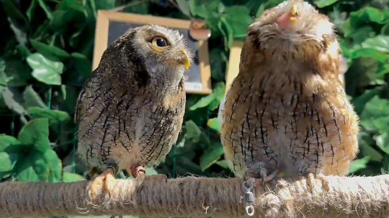クルミちゃん（右）は肉を食べてくれていた