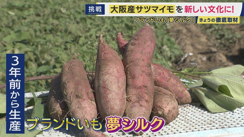 大阪産サツマイモ“夢シルク”