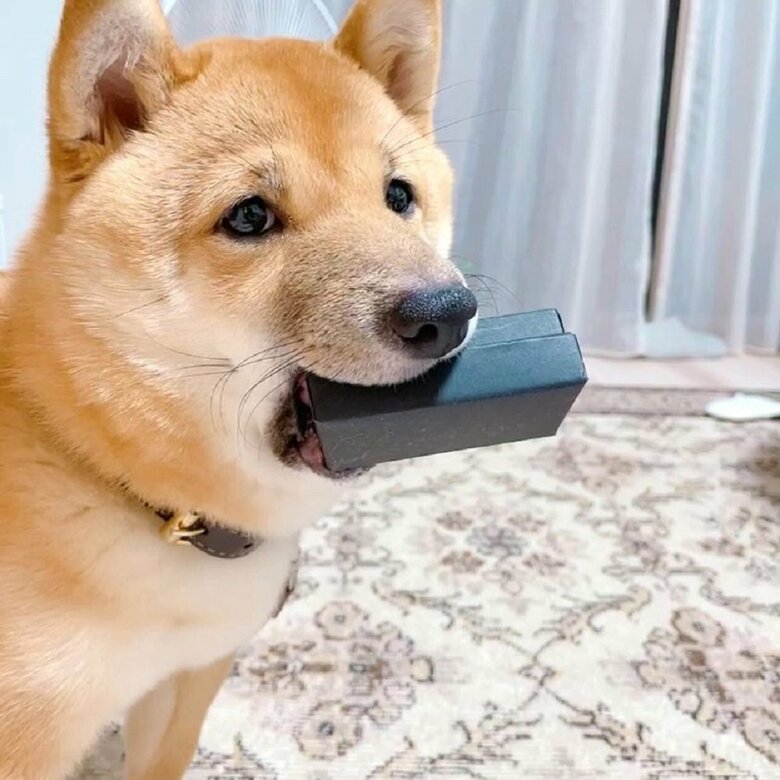 「構う気になった？」