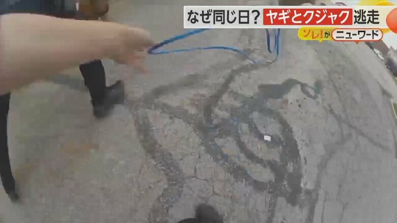 警察官のボディカメラが捉えたヤギをタックルし捕獲する瞬間の映像①