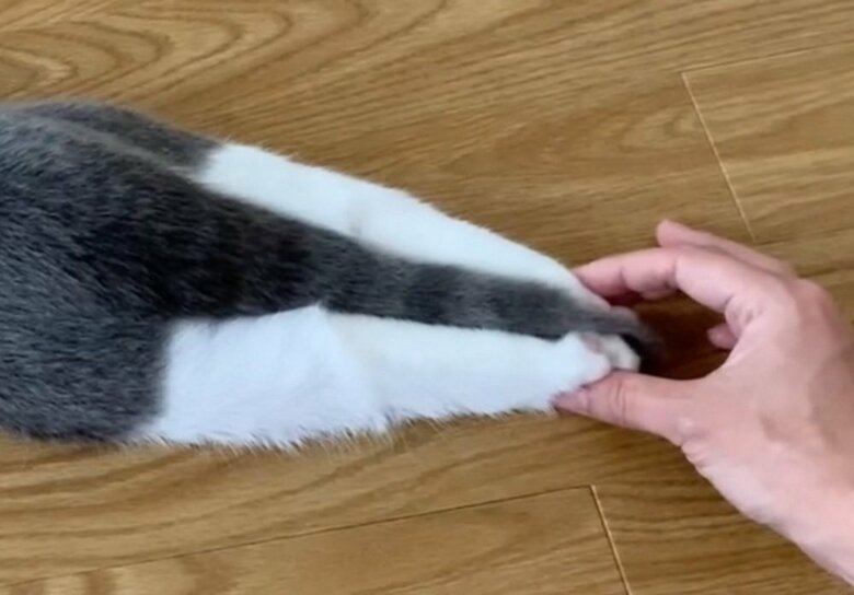 ピンと伸びたおもちちゃんの脚