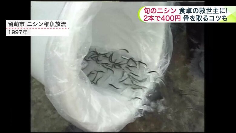 留萌市のニシン稚魚放流