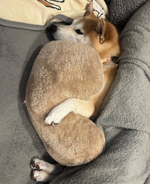 提供：柴犬 sasuke_紗助さん