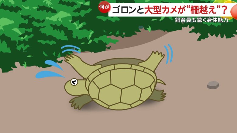 体をうまく使って起き上がるというカメ（イメージ画像）