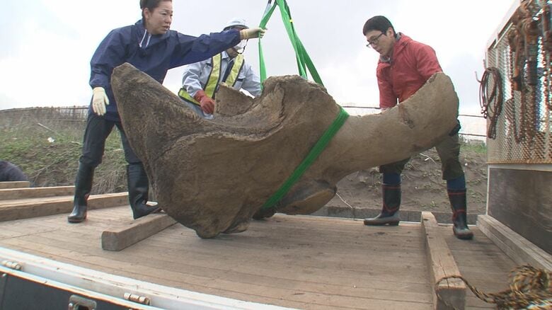 マッコウクジラの骨