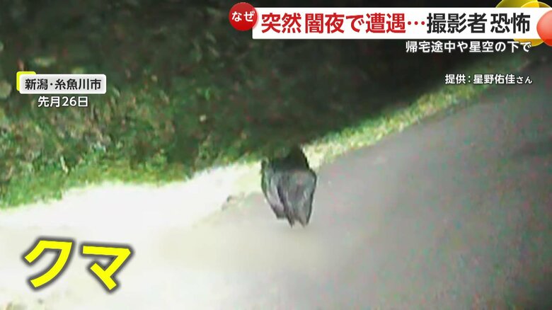 車のライトに照らされるクマ（映像提供：星野佑佳さん）