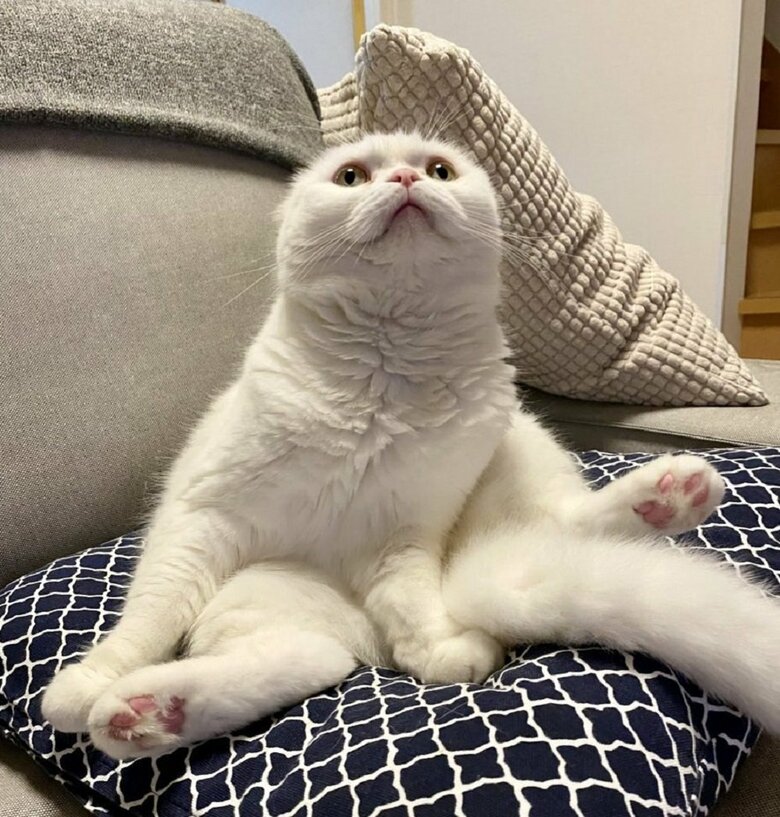 ソファの上がお気に入りの場所