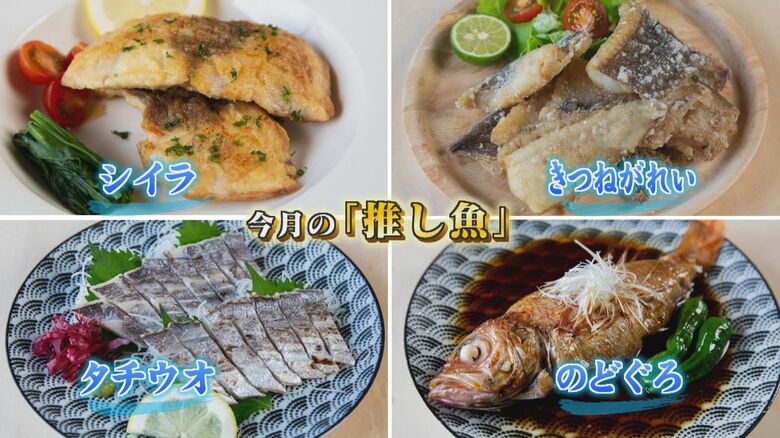 10月の旬はノドグロ、タチウオ、シイラ、キツネガレイ