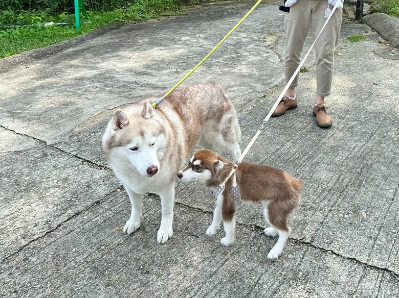 ヴィヴィアンくん（左）と子犬のマリアンちゃん（提供：ヴィヴィまりさん）