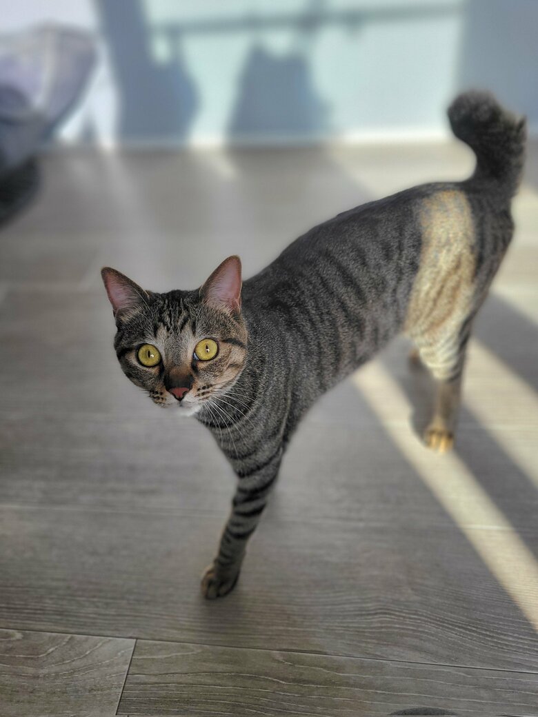 提供：しぴこめさん