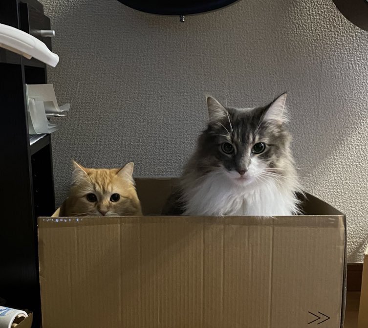 提供：ネコランドさん