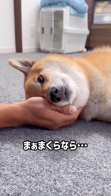 提供：柴犬ぽてとさん