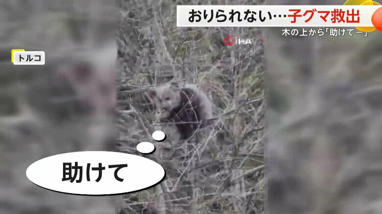 不安気に下をのぞく子グマ