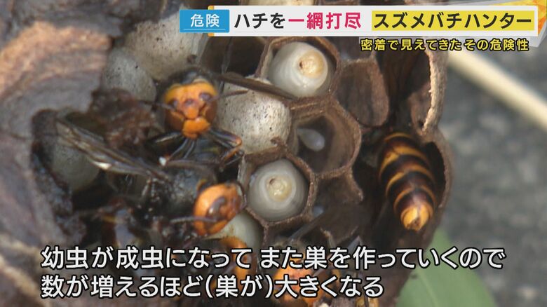 駆除したハチの巣