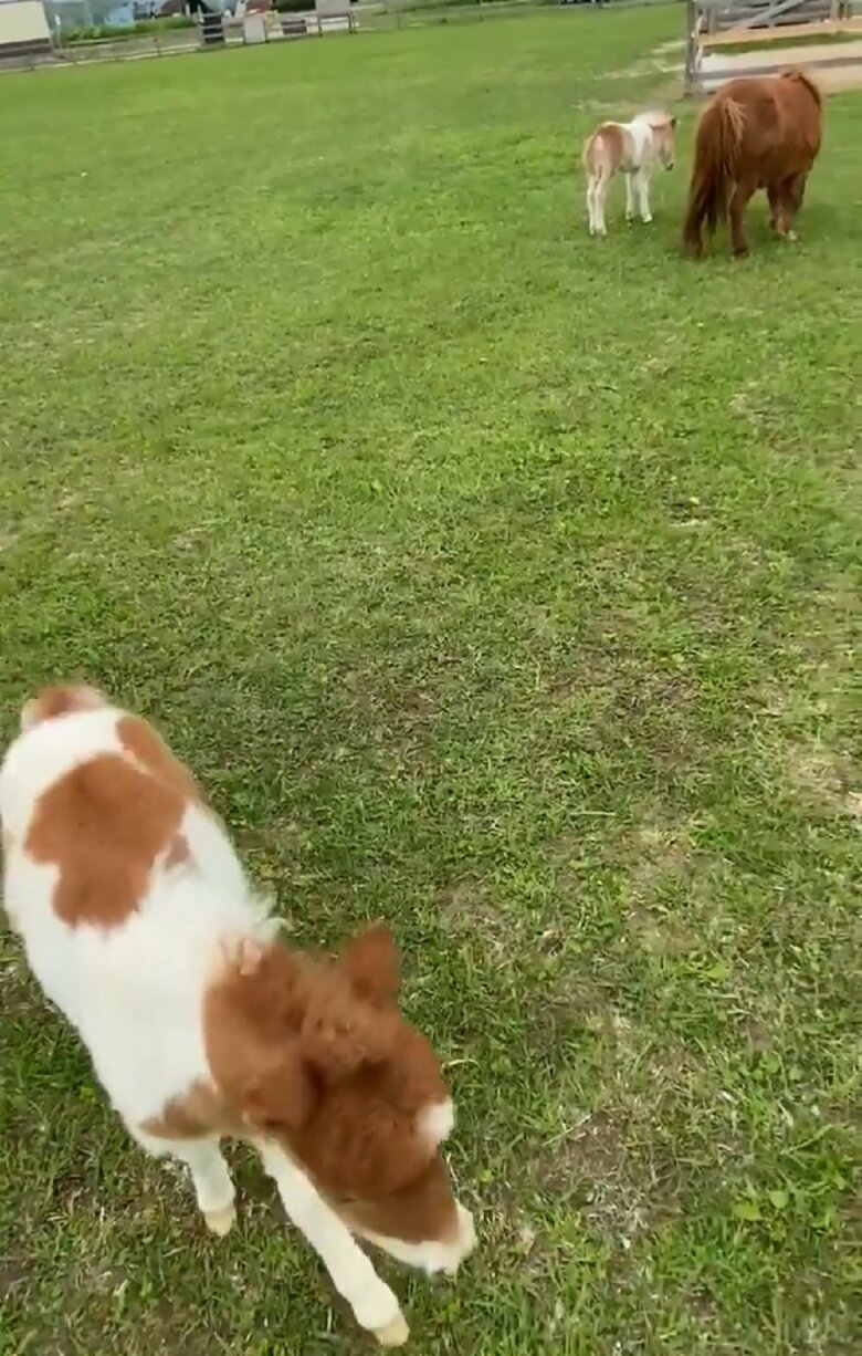 撮影者の元へやってくるユニ