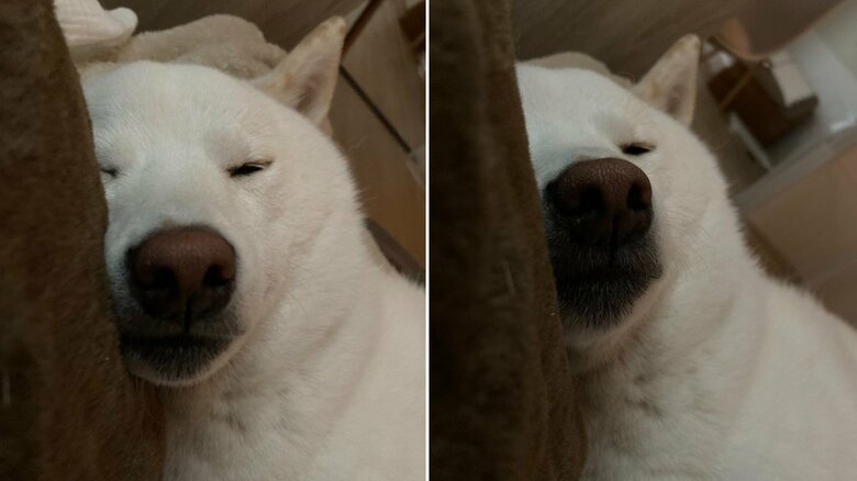 飼い主が目覚めるとよくこうなっているという