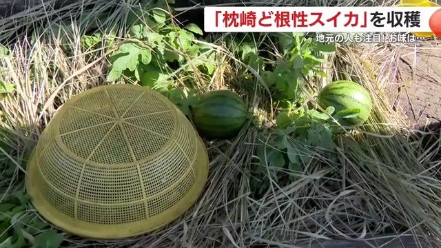 毎晩ザルをかぶせて大事に守ってきた