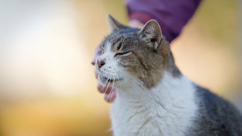 猫の行動を参考にしよう（画像はイメージ）