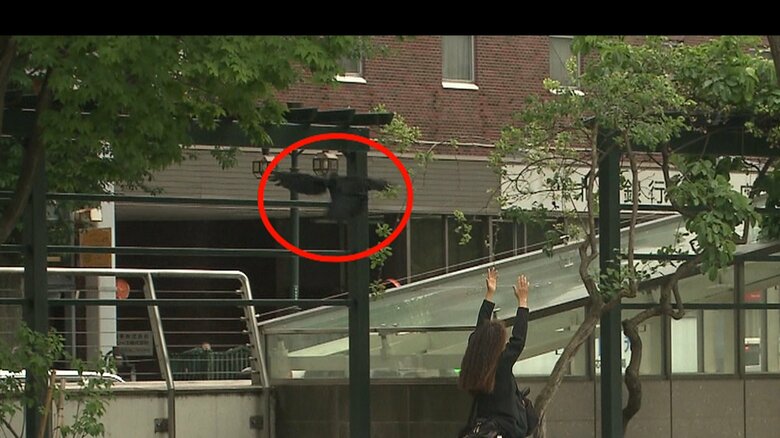 両腕を上げると、旋回して逃げるカラス