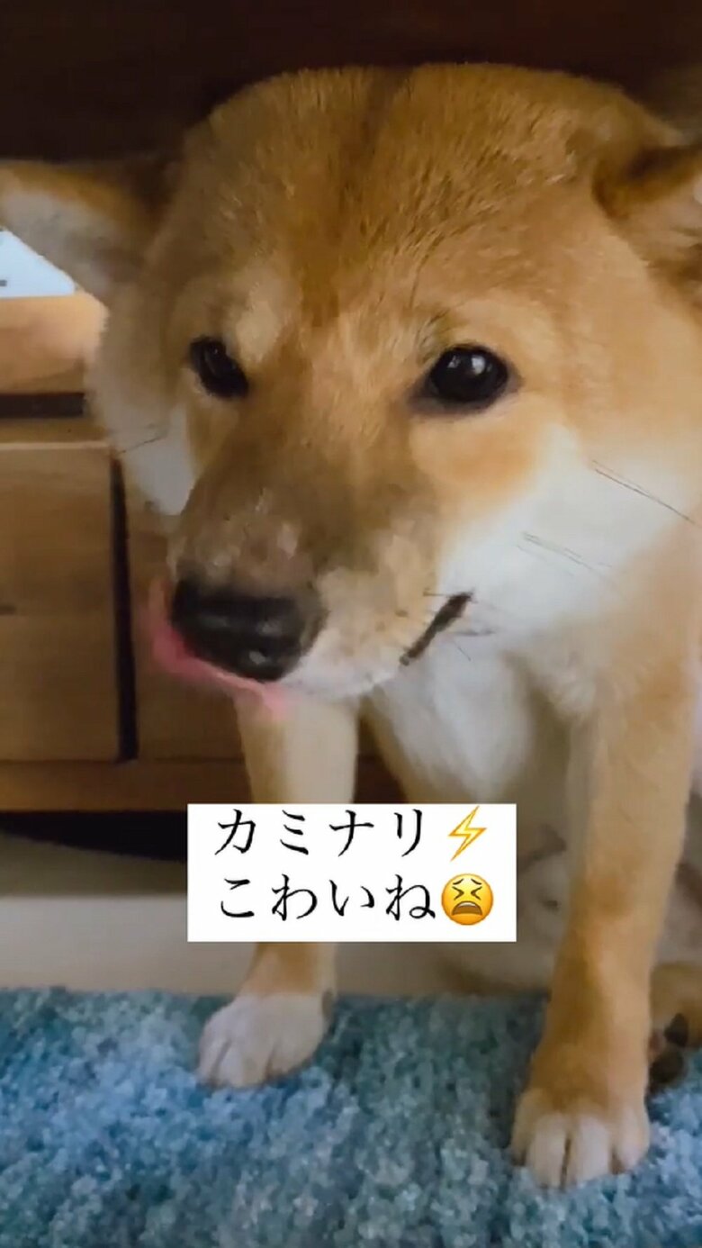 ペロペロして安心しようとしている？