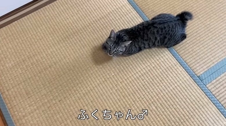 YouTubeチャンネル「てん動画」より