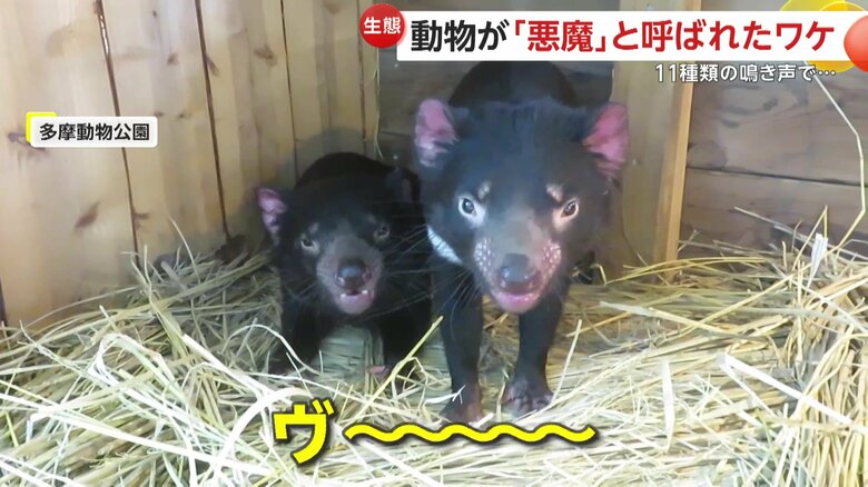 飼育員が撮影したタスマニアデビルの鳴き声（（公財）東京動物園協会提供）