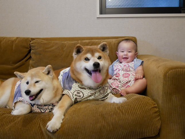 提供：飼い主さん（＠shibainu.berry）