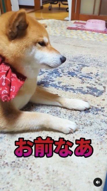 提供：柴犬スティーブch【コーギーと猫を添えて】さん