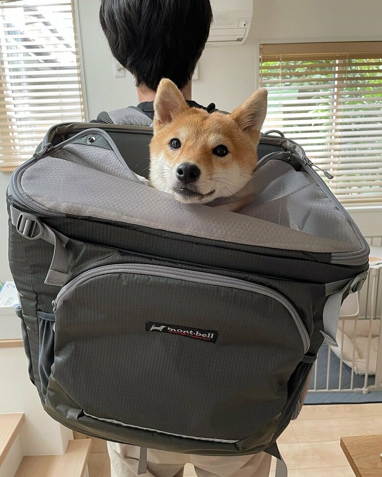 犬用リュックからひょっこり