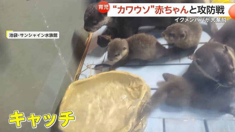 水遊びしたい赤ちゃんを巣箱に戻そうと奮闘するコツメカワウソのお父さん④
